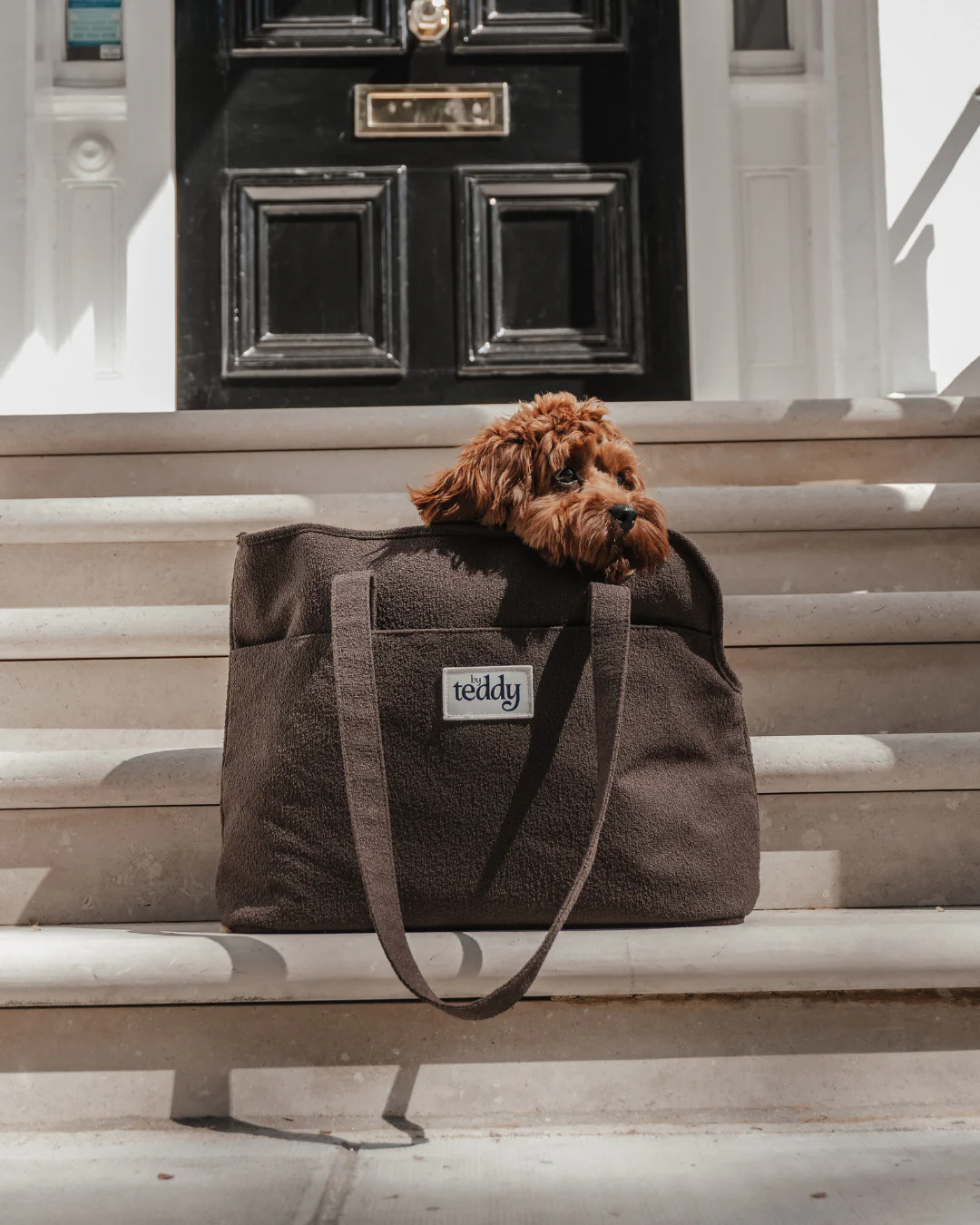 Timeless Essentials for Modern Paws